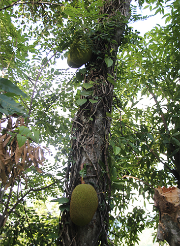Jackfrüchtebaum
